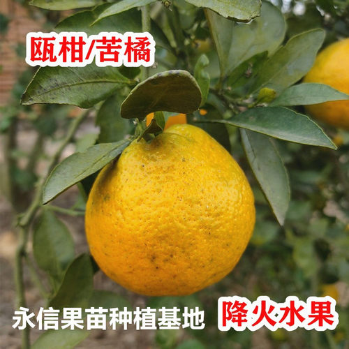 果树苗欧柑树苗苦柑降火有机水果