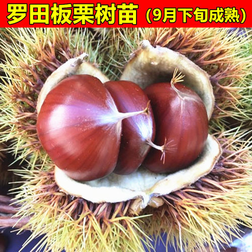 嫁接板栗苗罗田板栗树苗当年结果