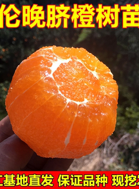 脐橙树苗伦晚脐橙苗橙子树苗包邮