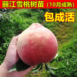 嫁接桃树苗云南冬桃树苗水蜜桃苗丽江雪桃苗美猴王冬桃苗晚熟桃苗
