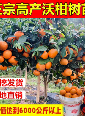 沃柑091无核苗武鸣沃柑