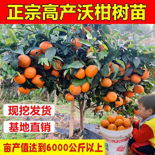 新品种沃柑树苗 嫁接沃柑苗091无核沃柑苗广西武鸣无籽沃柑果树苗