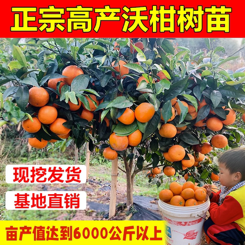 沃柑091无核苗武鸣沃柑