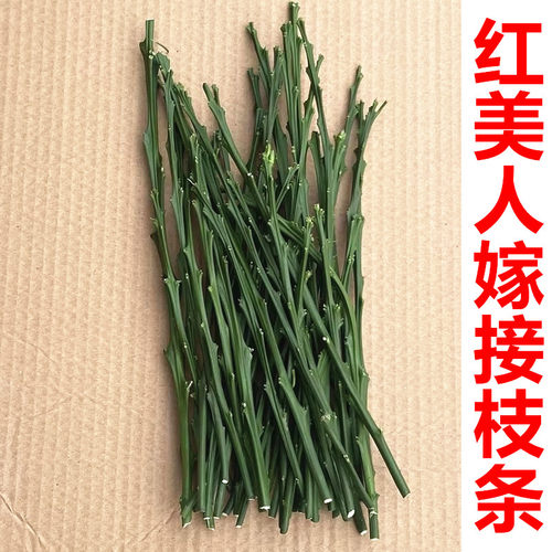 橘子苗嫁接枝条由良大分红美人