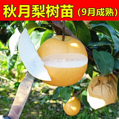 秋月梨树苗梨子苗晚秋黄梨树苗