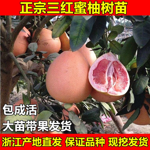 三红蜜柚树苗柚子树苗红心蜜柚苗