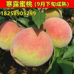 寒露蜜桃树苗 山东青州蜜桃苗 晚熟桃树苗 雪桃树苗 南方北方种植