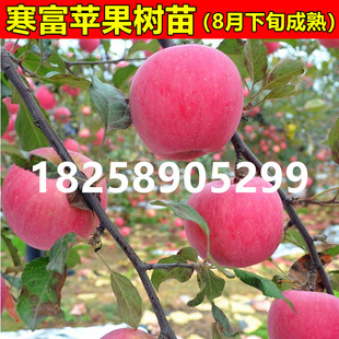 寒富苹果树苗 抗寒性强 嫁接苹果苗南方北方种植当年结果地栽盆栽