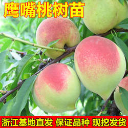 鹰嘴蜜桃树苗连平蜜桃树苗 嫁接水蜜桃苗 南方北方种植果树苗