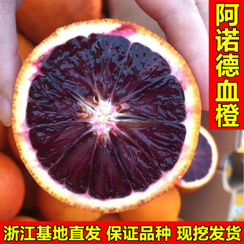 阿诺德血橙苗血橙树苗橙子树苗