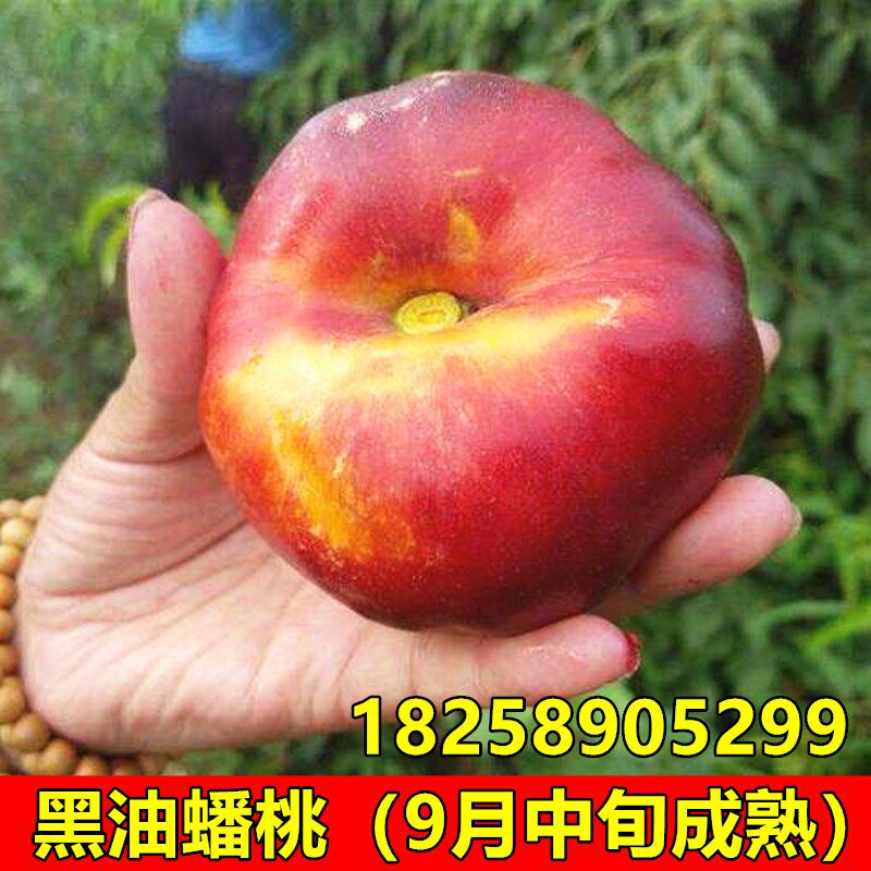 早熟黑油蟠桃苗 特大蟠桃树苗 南方北方种植 盆栽地栽苗 当年结果