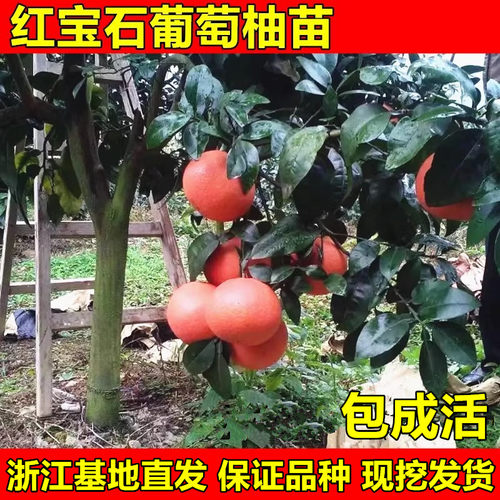 台湾甜葡萄柚苗红宝石西柚树苗