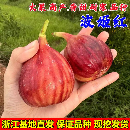 特大耐寒波姬红无花果苗阳台盆栽地栽香甜无花果树苗南方北方种植