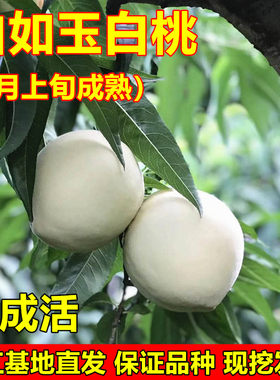 白桃树苗白如玉桃树苗新品种