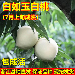 白桃树苗新品种 白如玉桃树苗 白如雪桃树苗留树时间长特耐贮运