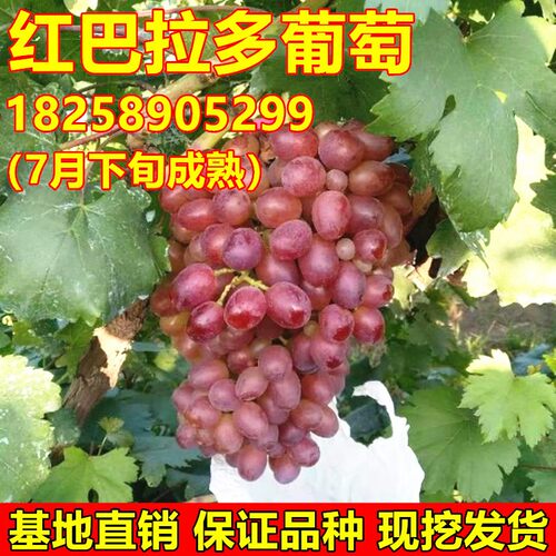 红巴拉多葡萄树苗地栽盆栽葡萄苗