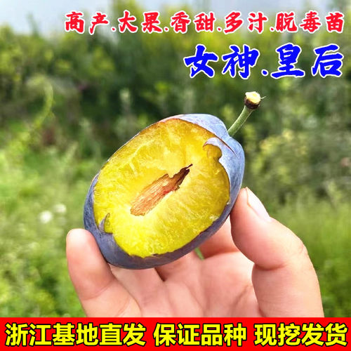 嫁接李子苗西梅女神李子树