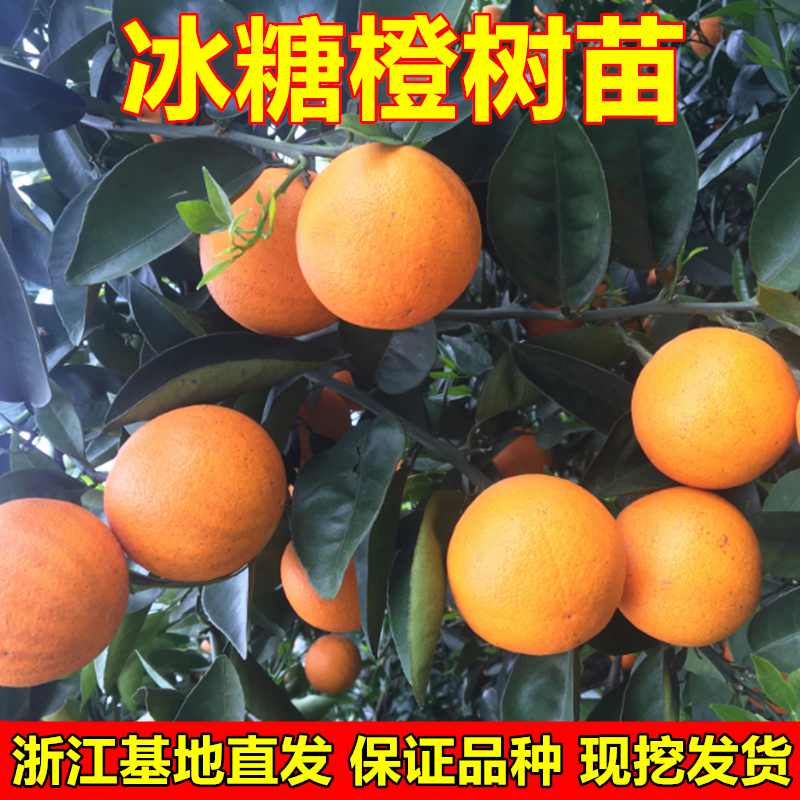 冰糖橙树苗褚橙苗甜橙树苗