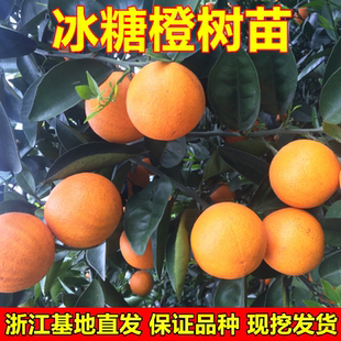 冰糖橙苗 冰糖橙树苗嫁接橙子苗 褚橙苗 甜橙树苗 南北方种植包邮
