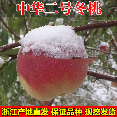 嫁接桃树树苗中华二号冬桃树苗