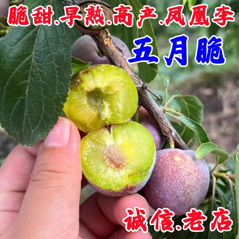 五月脆李树苗一点红凤凰李树苗