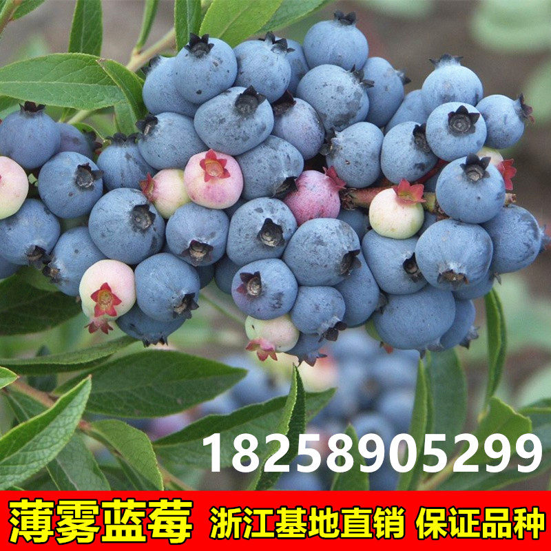 薄雾蓝莓树苗 南方北方种植 盆栽地栽蓝莓苗 庭院阳台种植