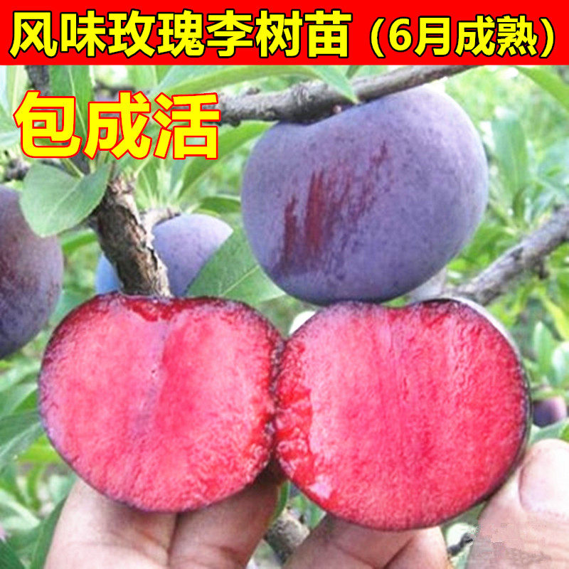 美国杏李苗 风味玫瑰李树苗 红肉李树苗 嫁接李子苗 南北方种植苗
