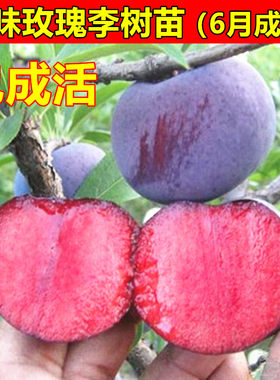 美国杏李苗红肉李风味玫瑰李树苗