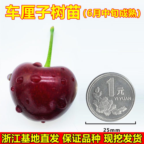 美国车厘子树苗宾莹大樱桃树苗