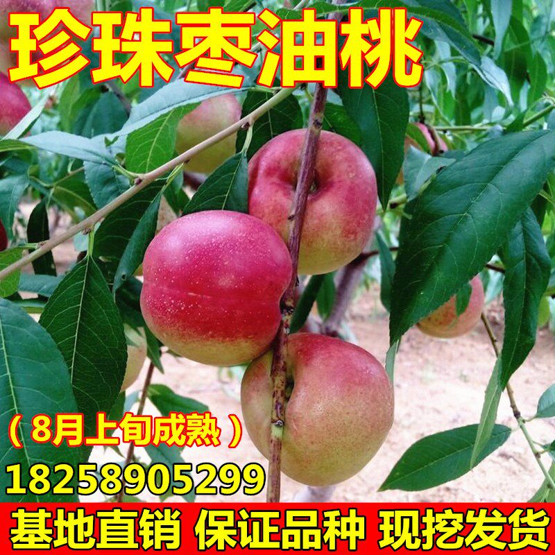 嫁接桃树苗 珍珠枣油桃苗 油桃树苗 桃苗 南北方种植果树苗地栽苗