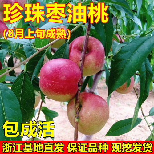 嫁接桃树苗油桃树苗珍珠枣油桃苗