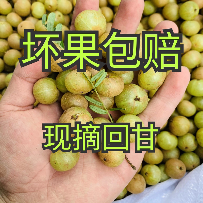 新鲜赤皮甜种油甘果甘甜牛甘果余其它