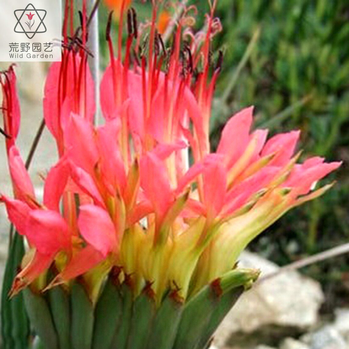 【202现货在售】bab008狒狒花babiana ringens 老鼠尾巴少见可爱