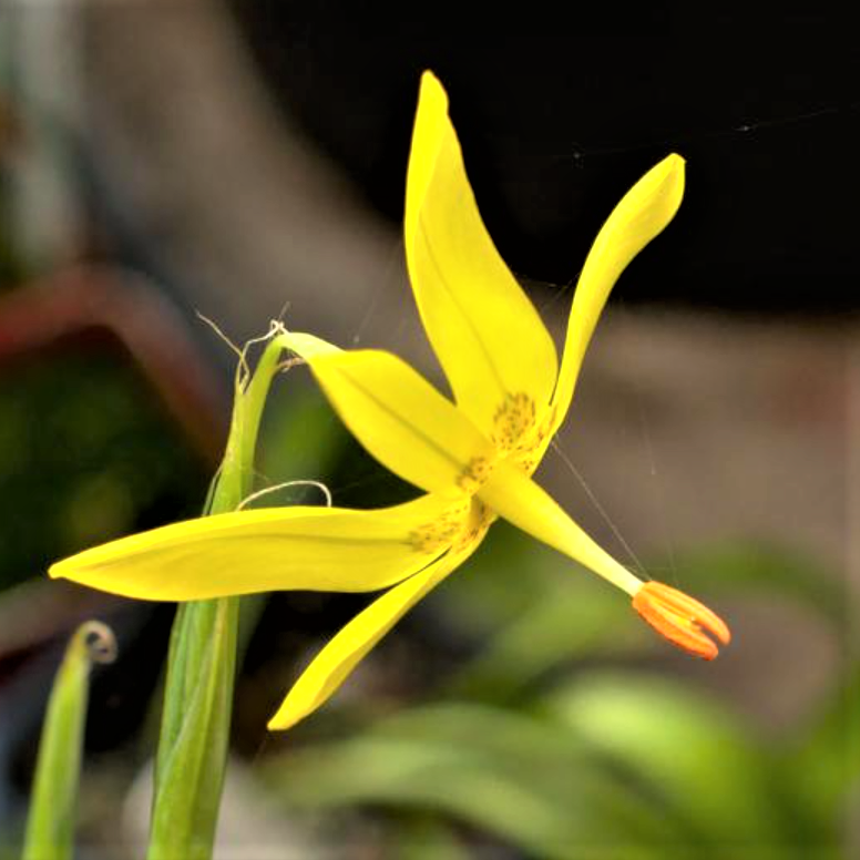 【2024上架】mor007 moraea pendula 潘多拉肖鸢尾