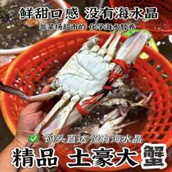 【保鲜不保活】莱州湾梭子蟹活鲜红膏蟹新鲜白蟹特大螃蟹海蟹螃蟹