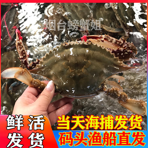 活发梭子蟹新鲜大母蟹红膏蟹螃蟹