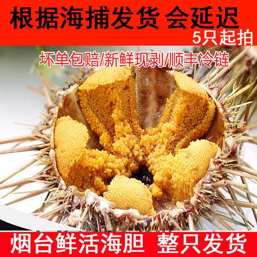 鲜活海胆马粪海胆鲜活即食食材料马胆刺身新鲜生鲜活鲜烟台海鲜