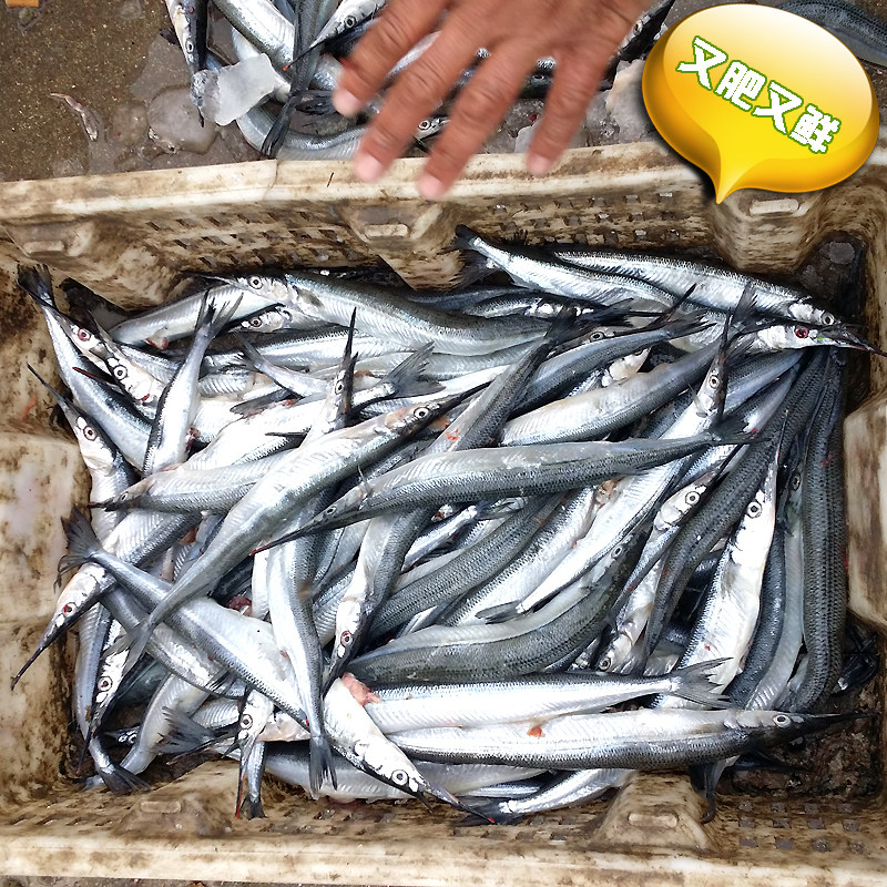 马步鱼新鲜鲜活古董鱼针凉鱼针梁鱼真亮鱼秋刀鱼山东莱州海鱼海鲜