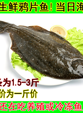 野生比目鱼鲽鱼海鱼鲜活鸦片鱼新鲜海鲜多宝鱼海鲜水产大牙片海鱼