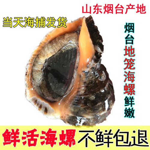 海螺鲜活超大新鲜花螺海瓜子香螺响螺海鲜水产贝类小海螺 1斤5-7