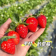 凉山西昌露天香野隋珠纯甜草莓全熟采摘产地顺丰直发礼盒新鲜水果