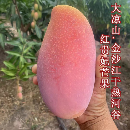 四川攀枝花贵妃芒果大小精品七彩农家种植新鲜水果礼盒顺丰10斤