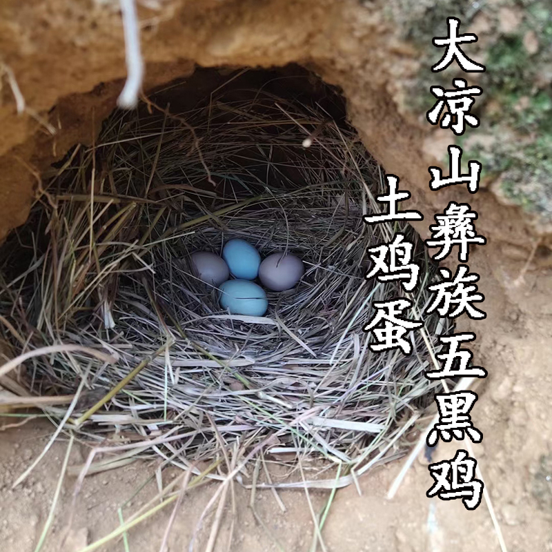 大凉山彝族五黑土鸡绿壳跑山鸡蛋