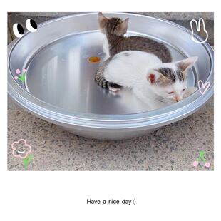 猫猫夏日降温神器!组合特厚铝托铝盆加冰块冰袋冰水散热降温猫窝