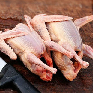 新鲜土鸽子4只鸽肉精选放养鸽子活体乳鸽肉新鲜现杀老鸽子炖煲汤