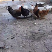 公鸡母鸡 月子鸡 7天内发货 溜达鸡 农家散养土鸡