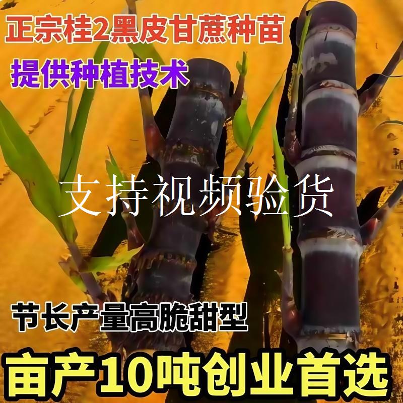 广西黑皮甘蔗苗种黄皮白玉特甜甘蔗种苗种子带芽孢种植黄金甘蔗苗图片
