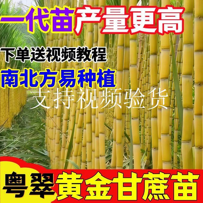 广西黄金水果黄皮甘蔗苗种脆甜四季种植青皮白玉黑皮甘蔗节种子籽