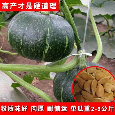 贝贝南瓜种子四季种植香甜粉糯