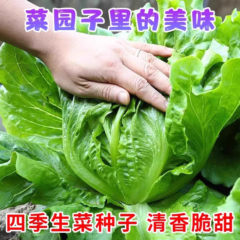 四季玻璃生菜种子阳台盆栽蔬菜籽